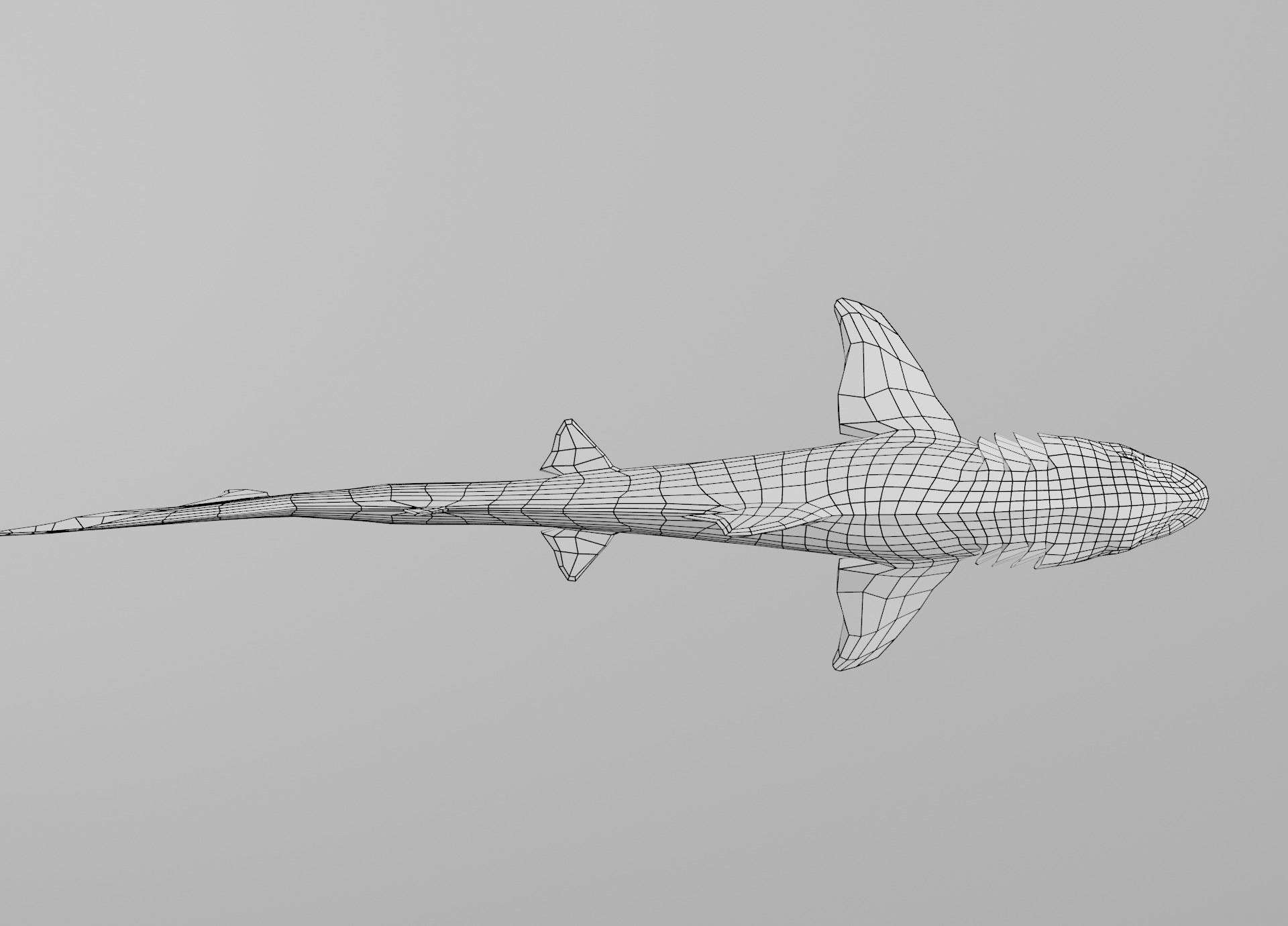 Dogfish Shark Low-poly 3D model_26