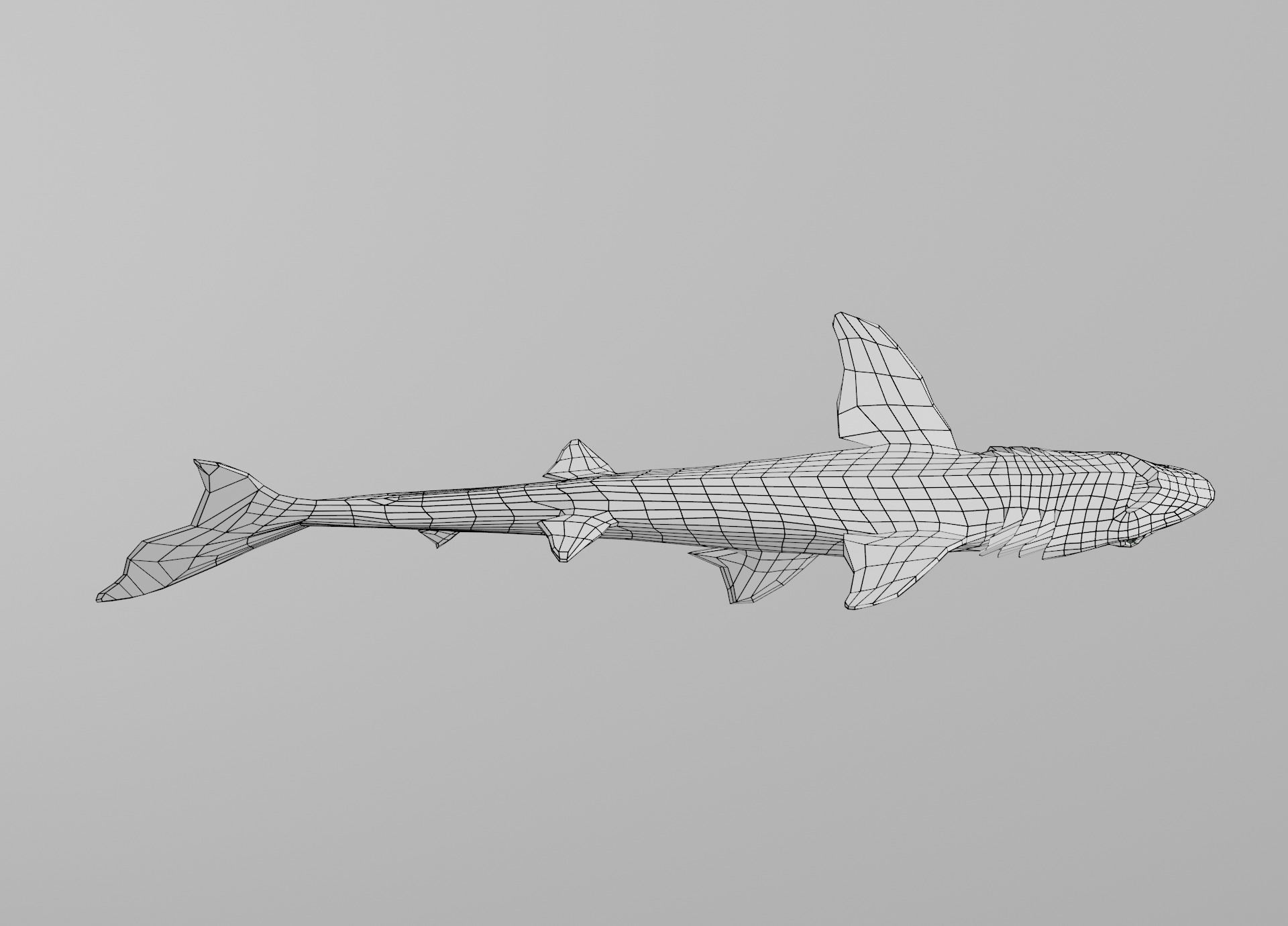 Dogfish Shark Low-poly 3D model_31