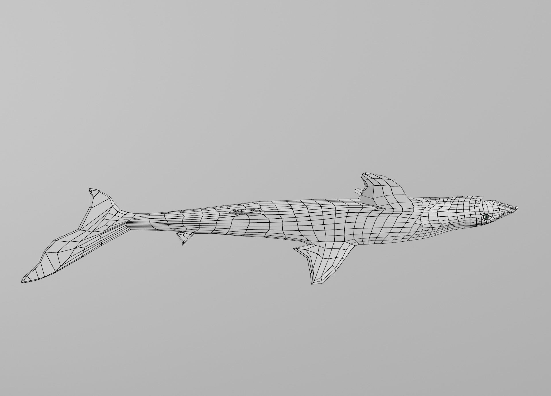 Dogfish Shark Low-poly 3D model_29