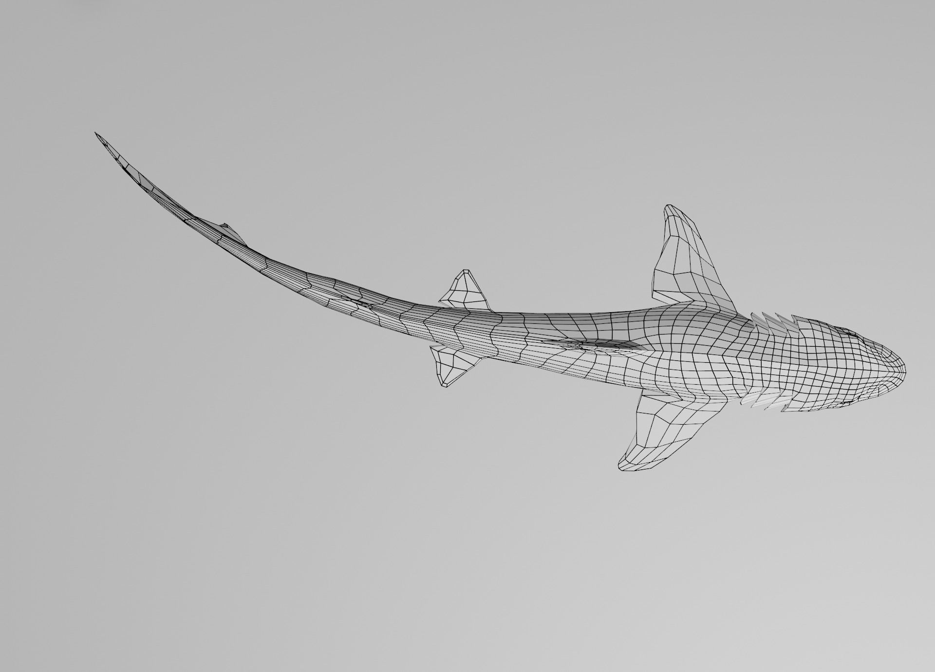 Dogfish Shark Low-poly 3D model_6