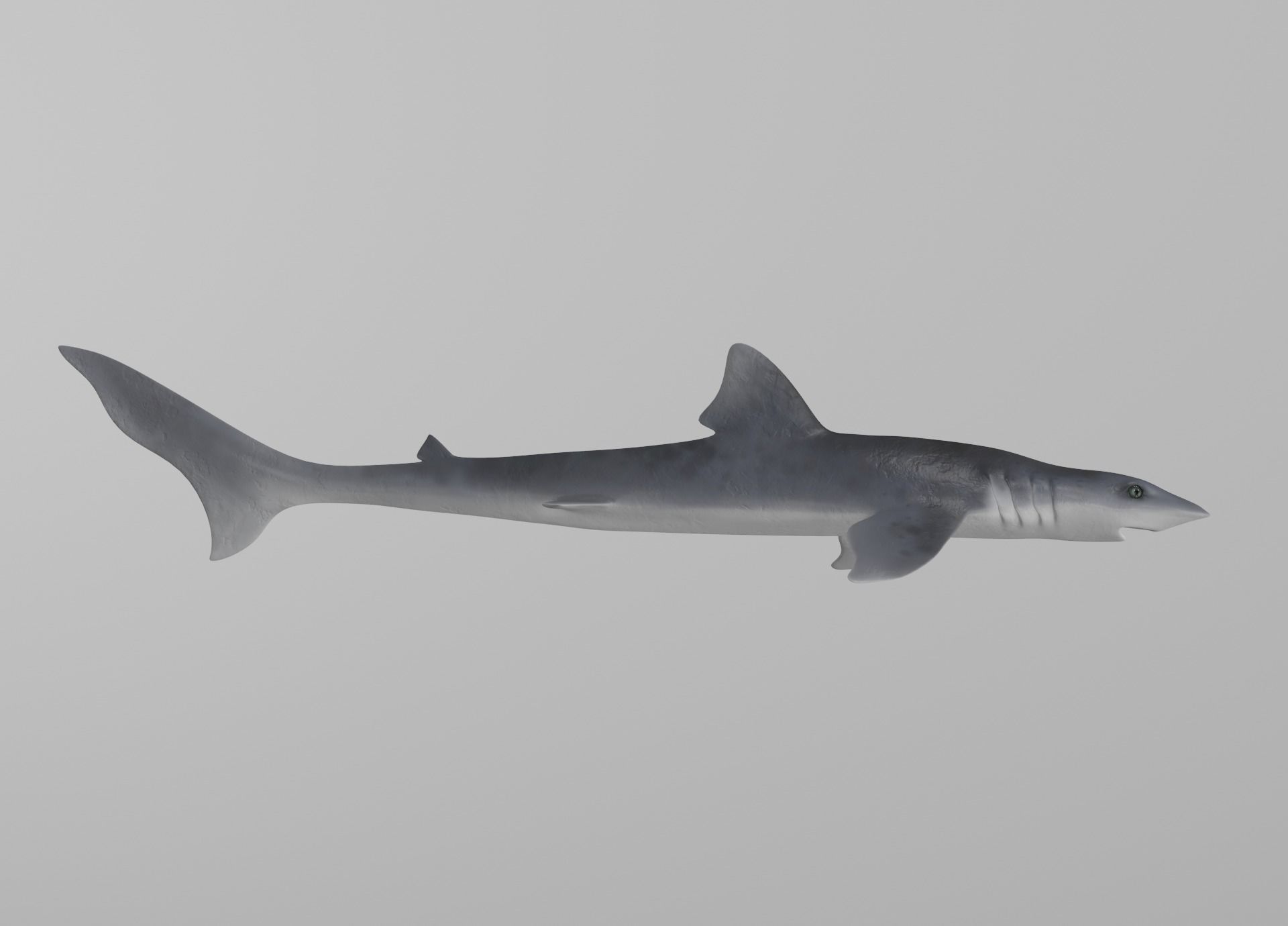 Dogfish Shark Low-poly 3D model_3