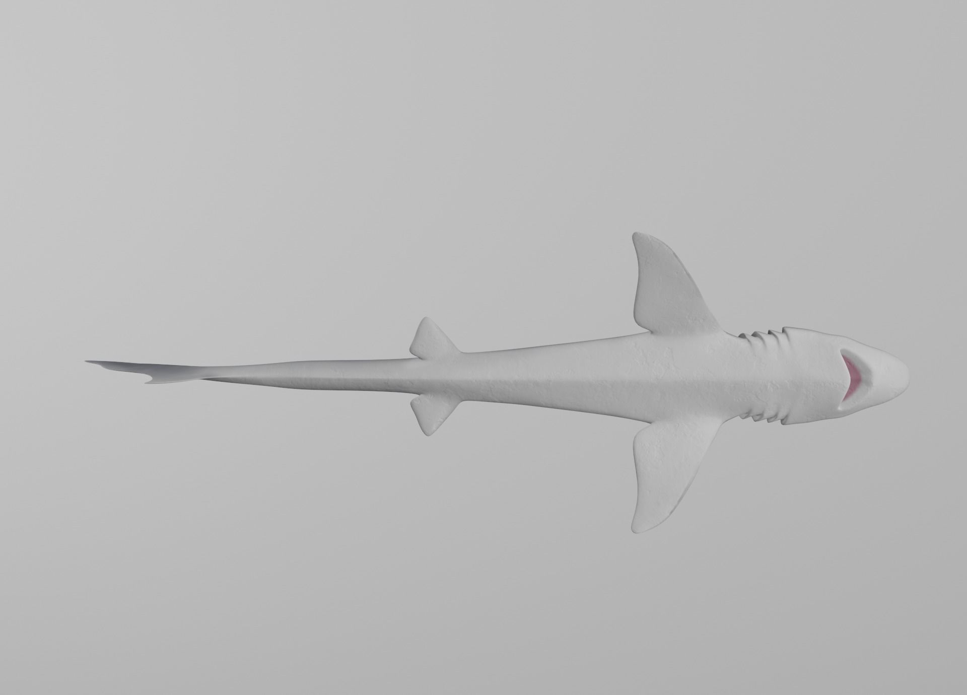 Dogfish Shark Low-poly 3D model_18