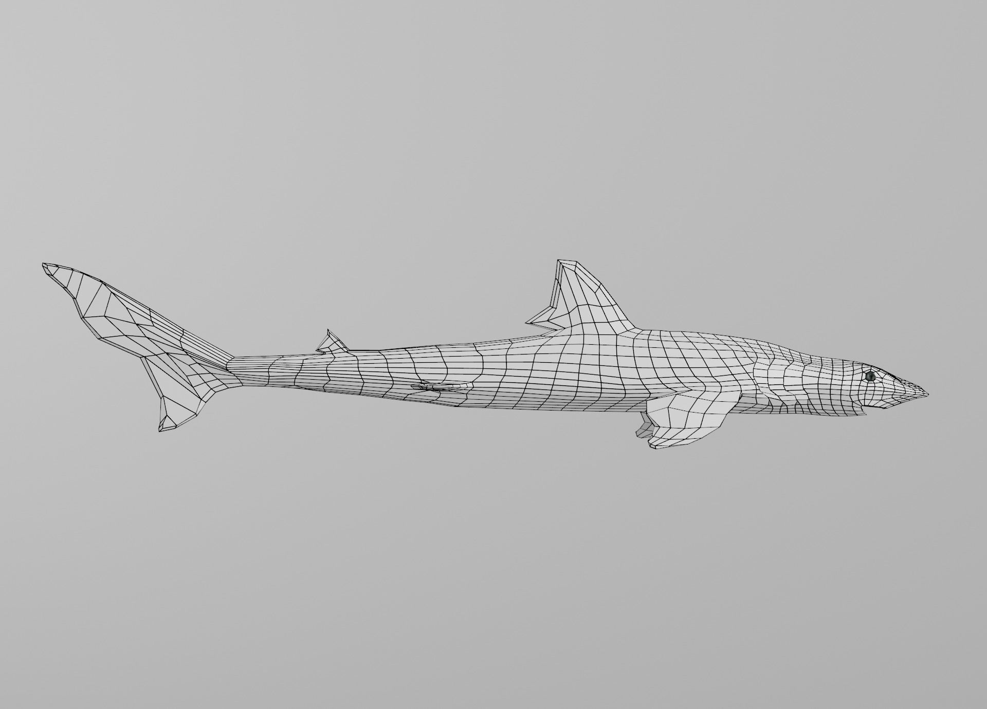 Dogfish Shark Low-poly 3D model_4