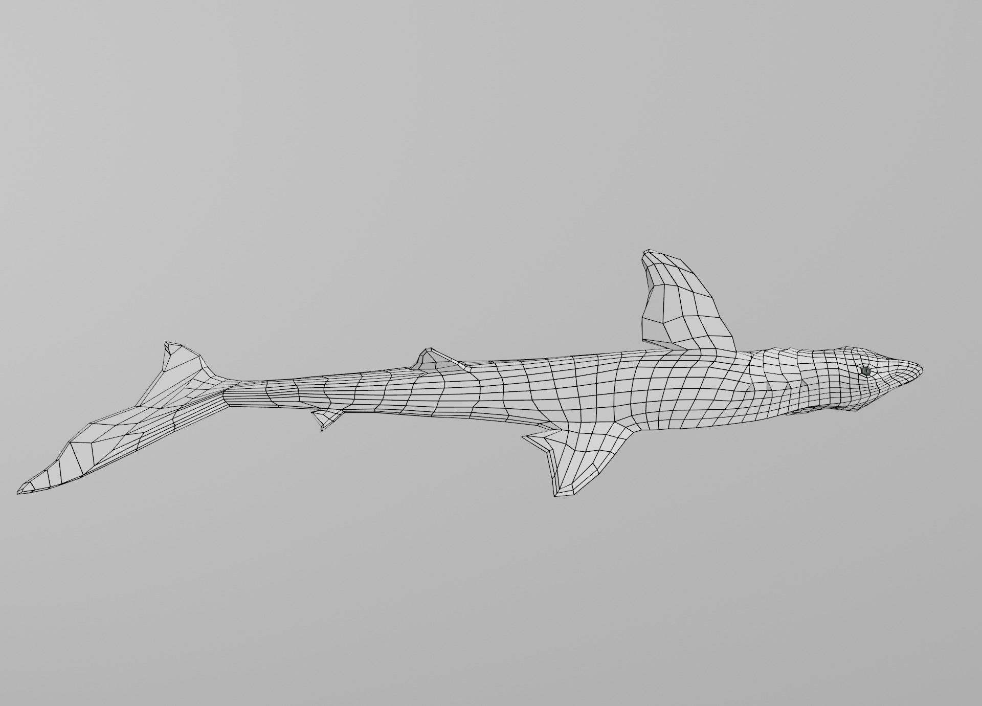 Dogfish Shark Low-poly 3D model_28
