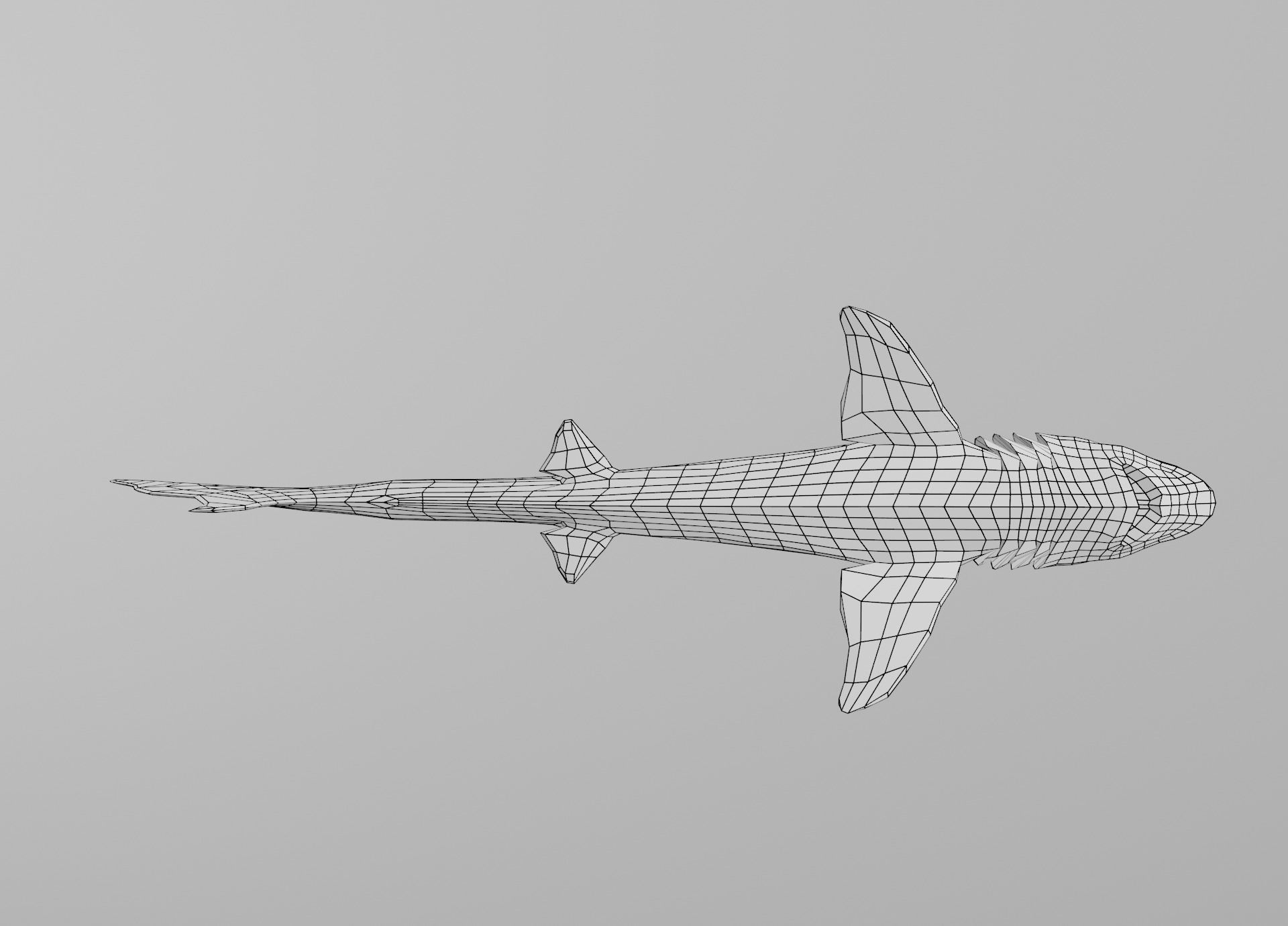Dogfish Shark Low-poly 3D model_33