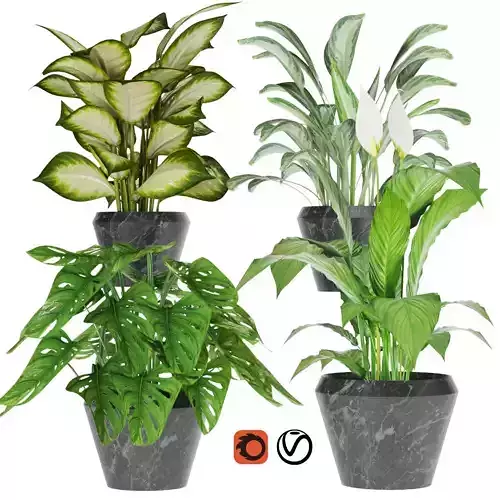Collection plant one 3D model