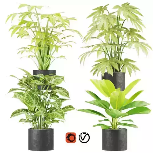 Collection plant vol 2 3D model