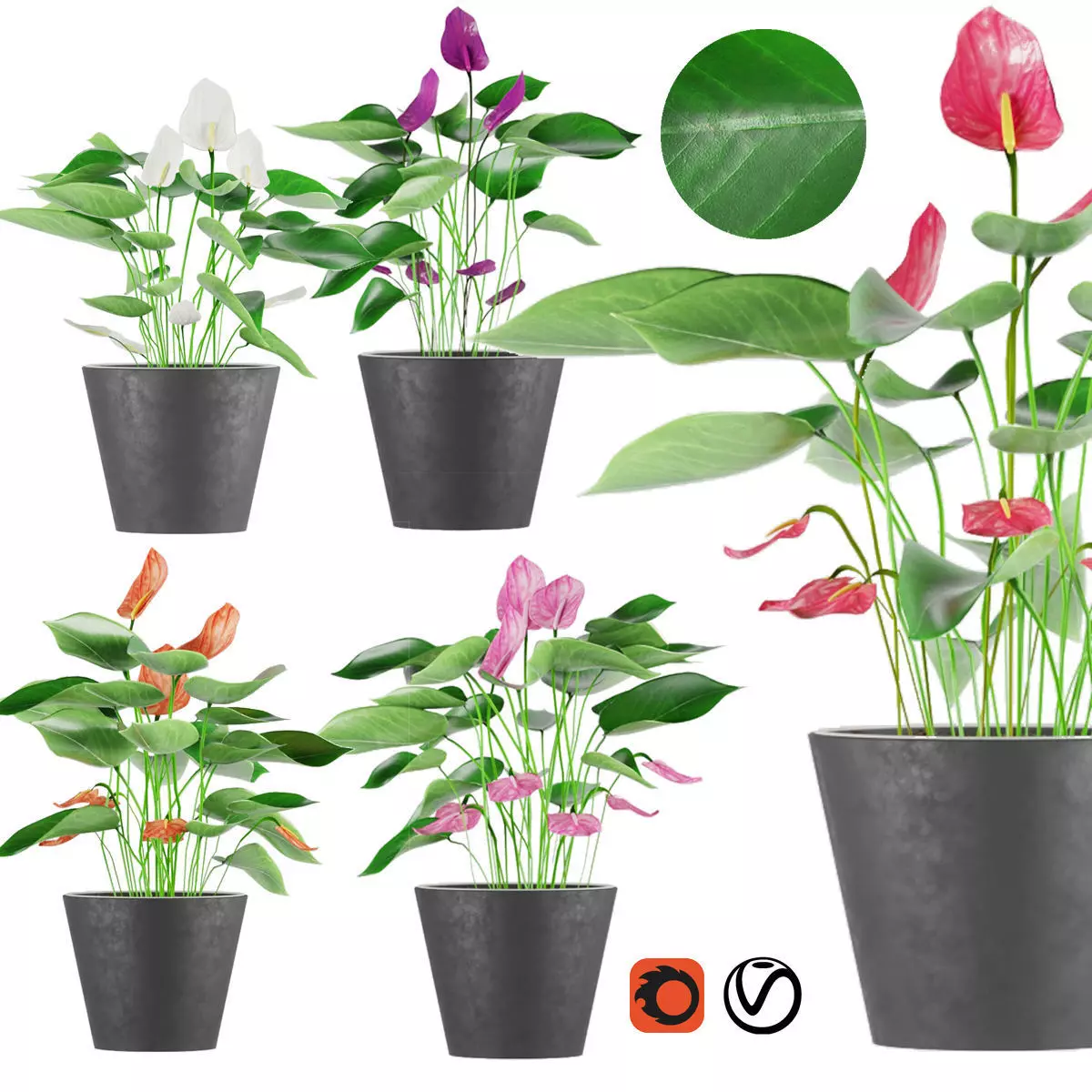 Collection plant Anthurium 3D model_0