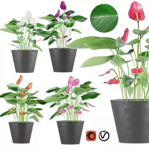 Collection plant Anthurium 3D model