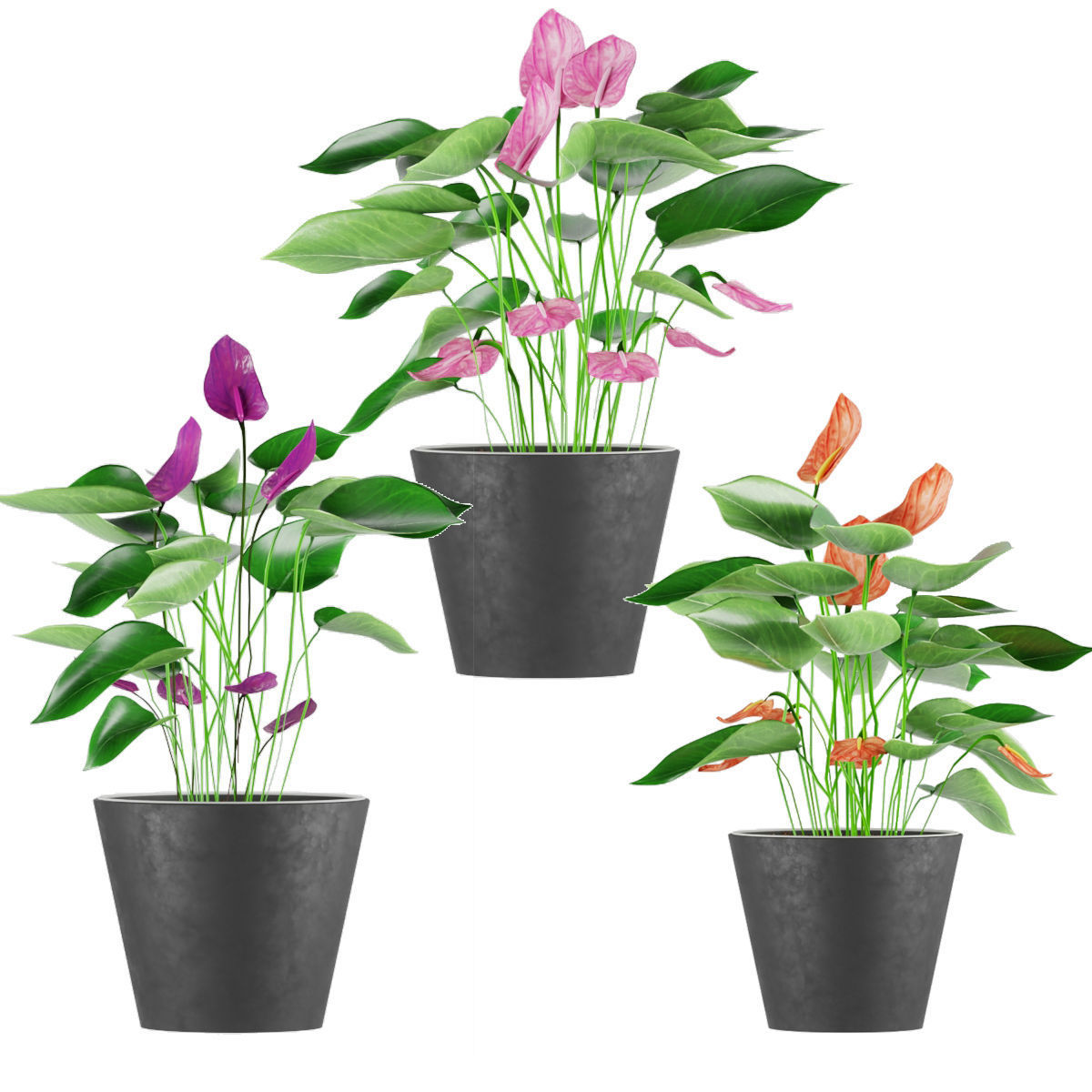 Collection plant Anthurium 3D model_2
