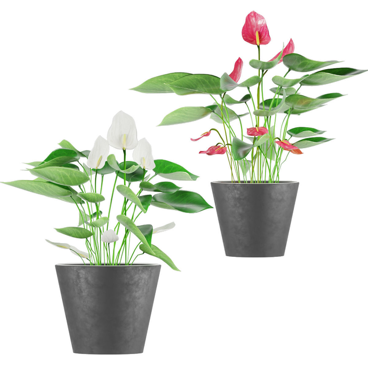Collection plant Anthurium 3D model_1