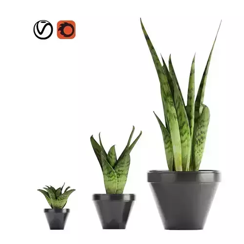 Sansevieria part 3