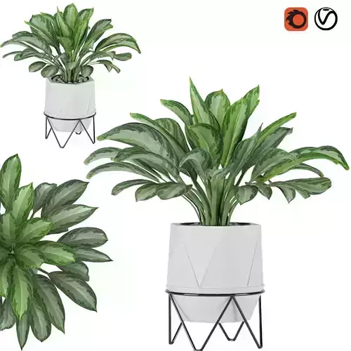 Aglaonema commutatum