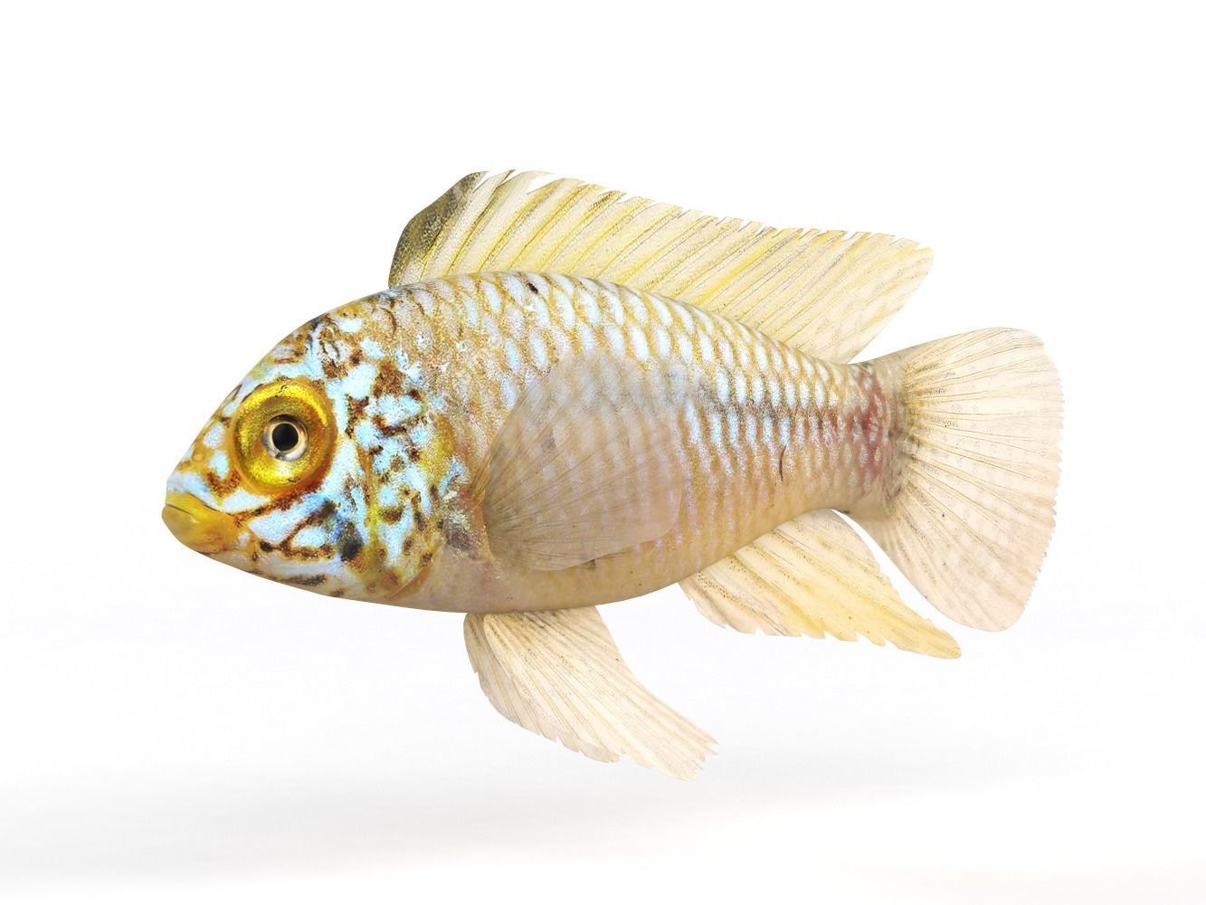 Cichlid Fish 3D model_4