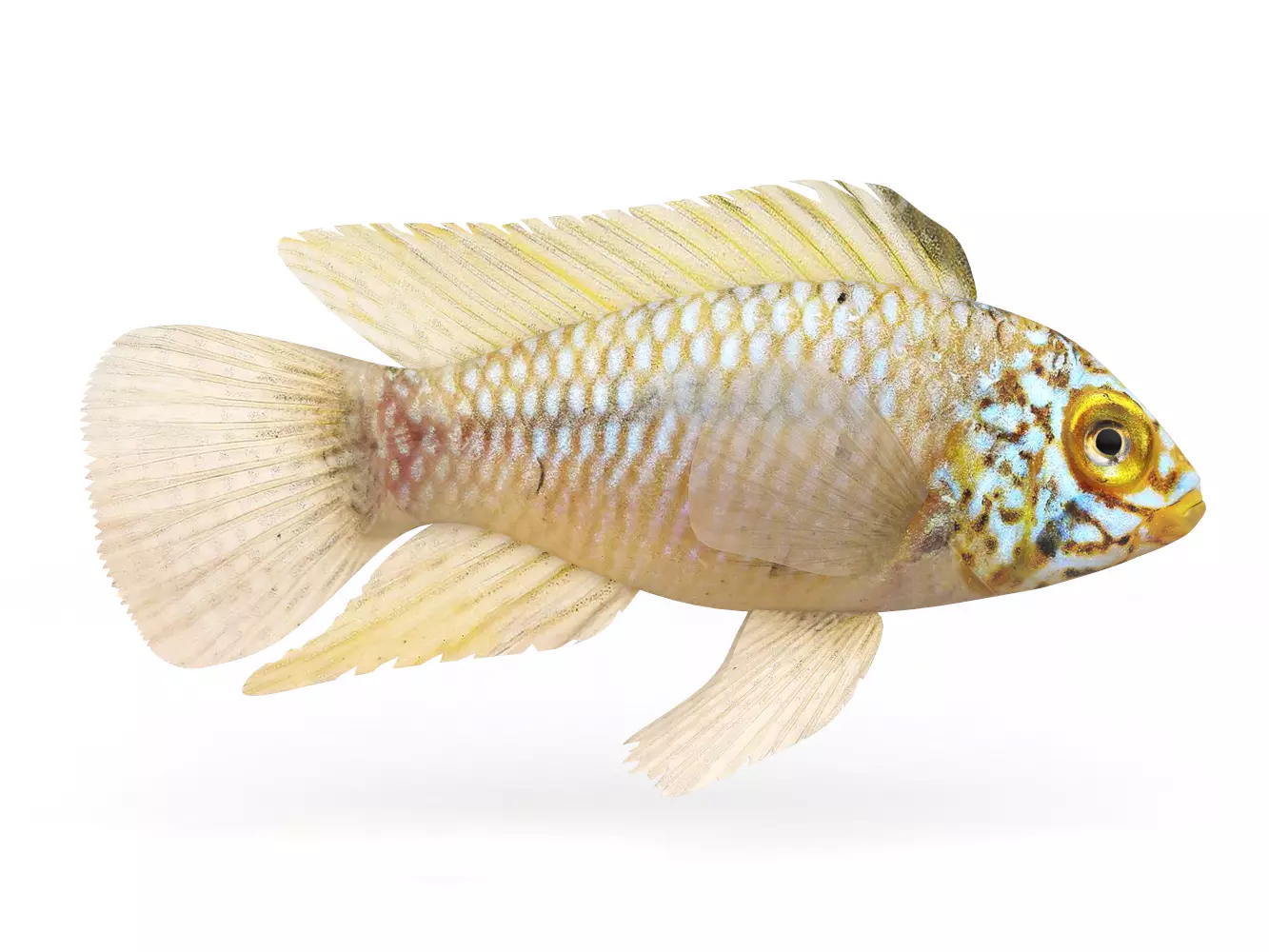 Cichlid Fish 3D model_0