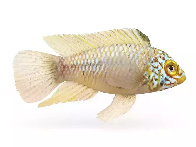 Cichlid Fish 3D model