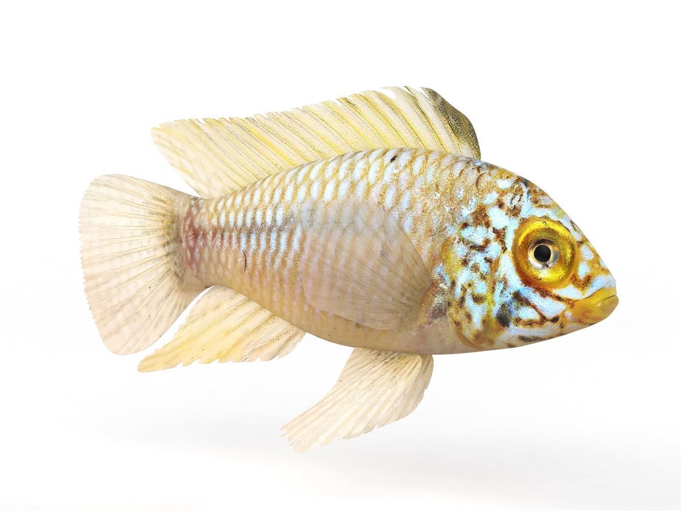 Cichlid Fish 3D model_1