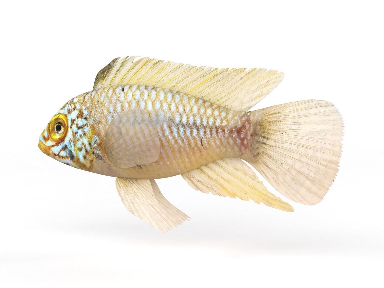 Cichlid Fish 3D model_3