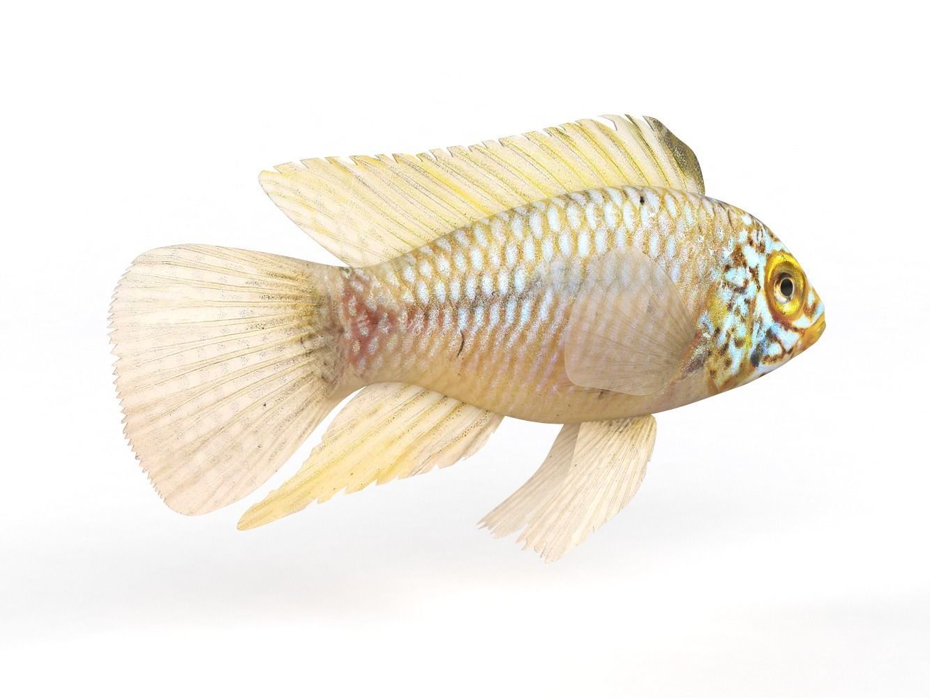 Cichlid Fish 3D model_2