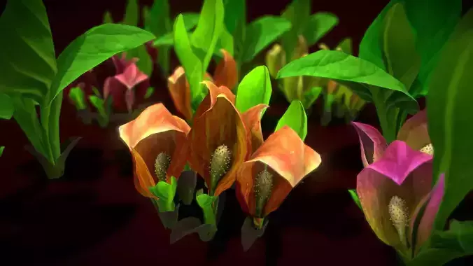 Flower SYMPLOCARPUS RENIFOLIUS