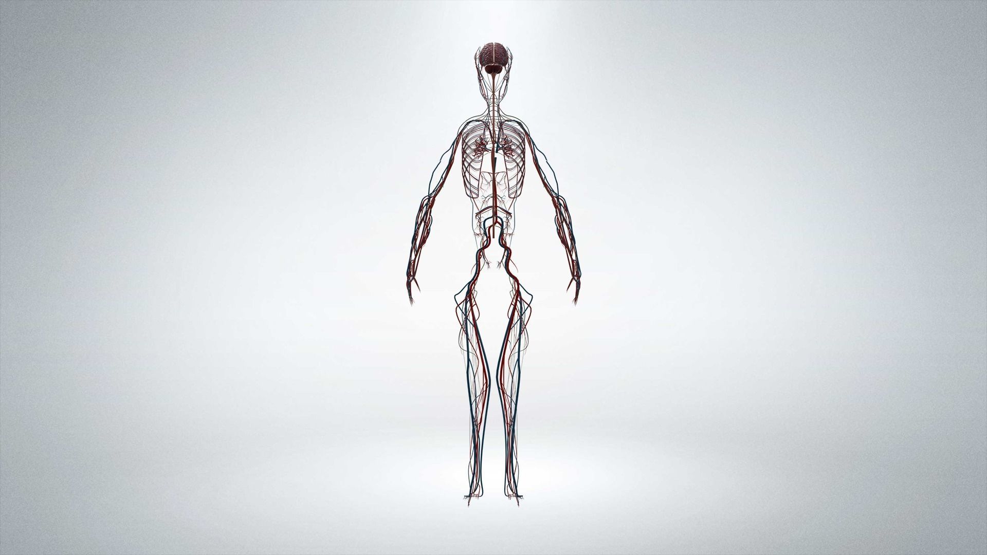 Nervous system Low-poly 3D model_4