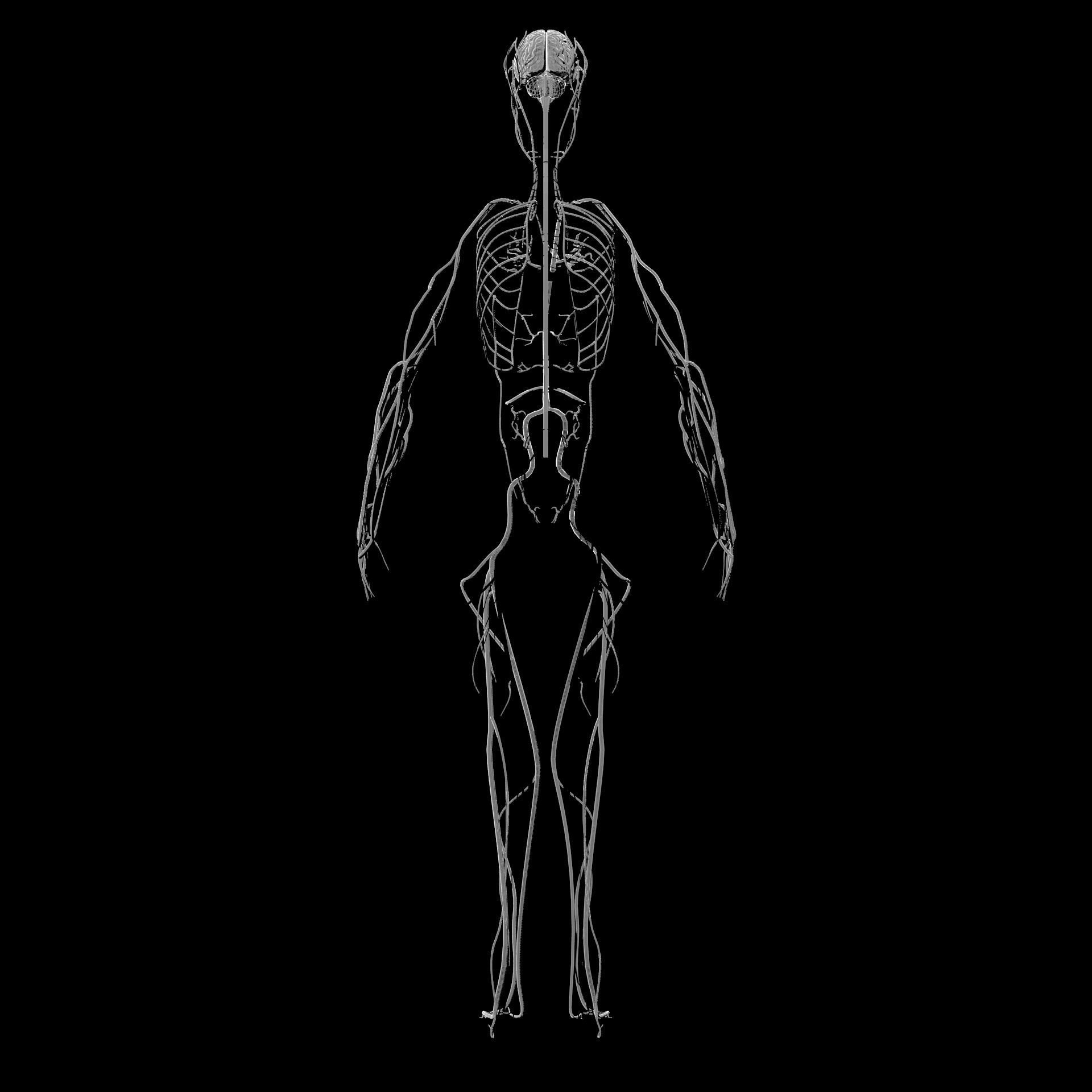Nervous system Low-poly 3D model_6