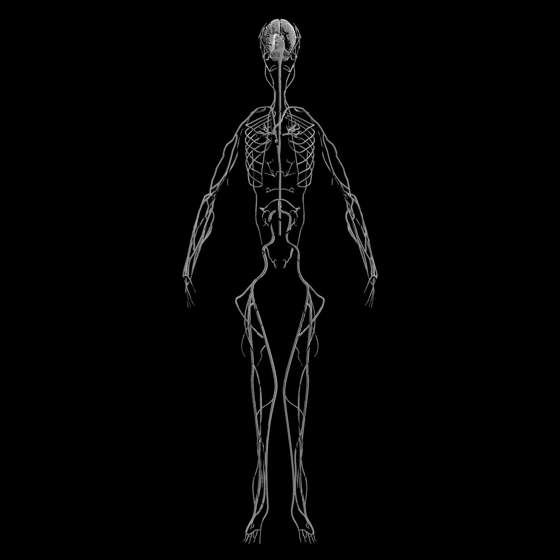 Nervous system Low-poly 3D model_3