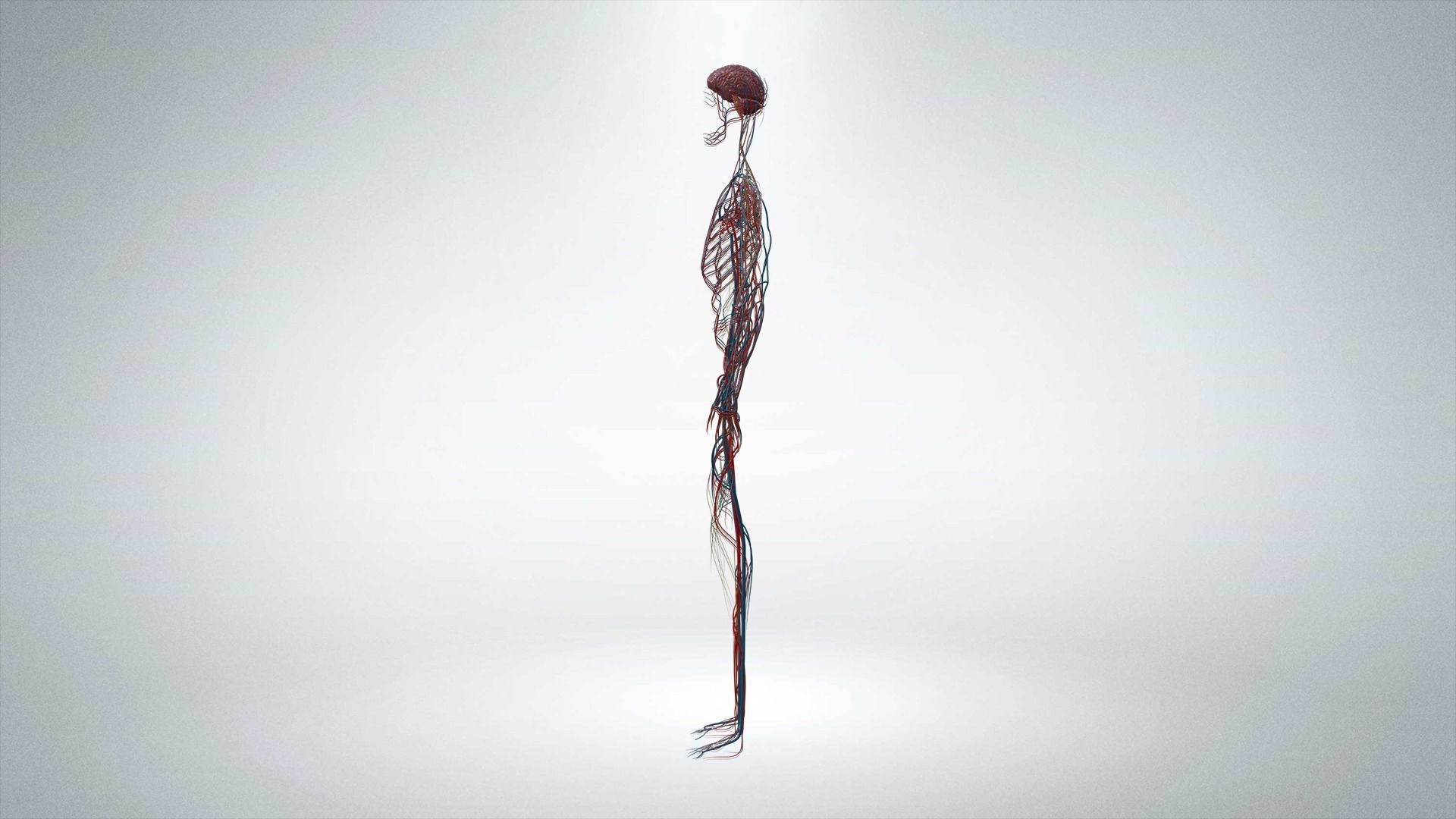 Nervous system Low-poly 3D model_1