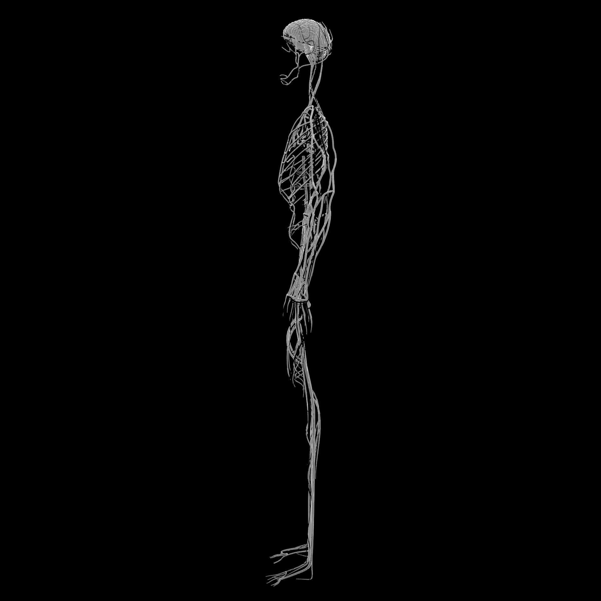Nervous system Low-poly 3D model_5