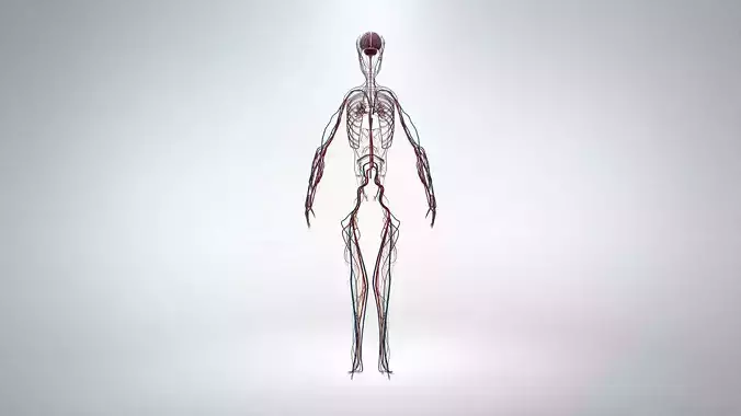 Nervous system Low-poly 3D model