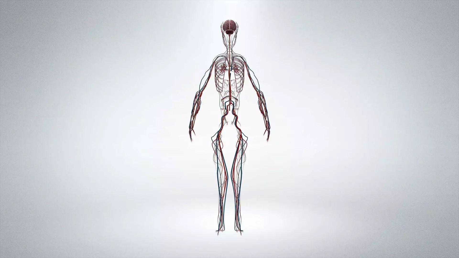 Nervous system Low-poly 3D model_0