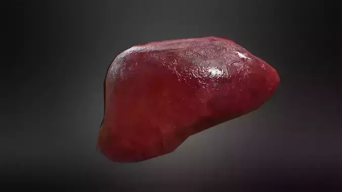 Liver  Human Low-poly 3D model