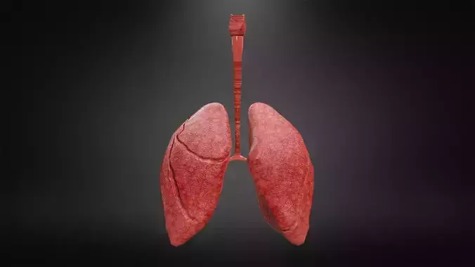 Human Lungs Low-poly 3D model