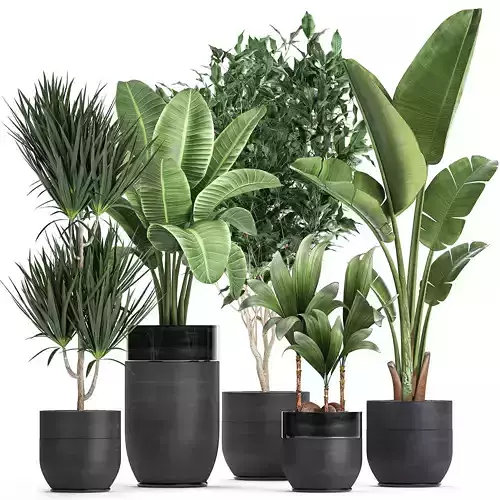 Houseplants in a black pot for the interior 720 3D model