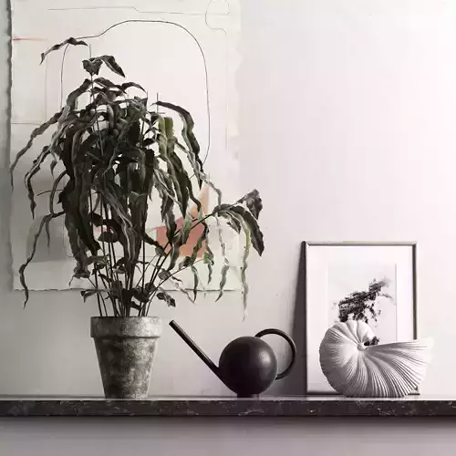 Plant with Watering Can and Shell Pot 3D model