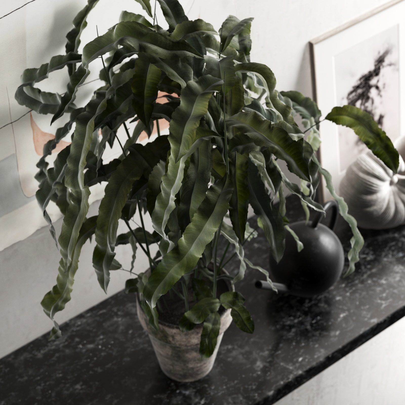 Plant with Watering Can and Shell Pot 3D model_1