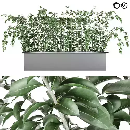 plant 001 Free 3D model