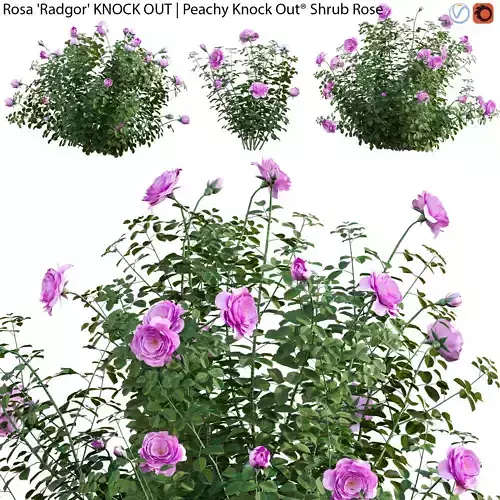 Rosa Radgor KNOCK OUT - Peachy Knock Out Shrub Rose 01