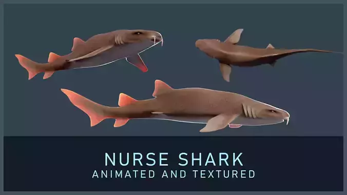 Nurse Shark Low-poly 3D model