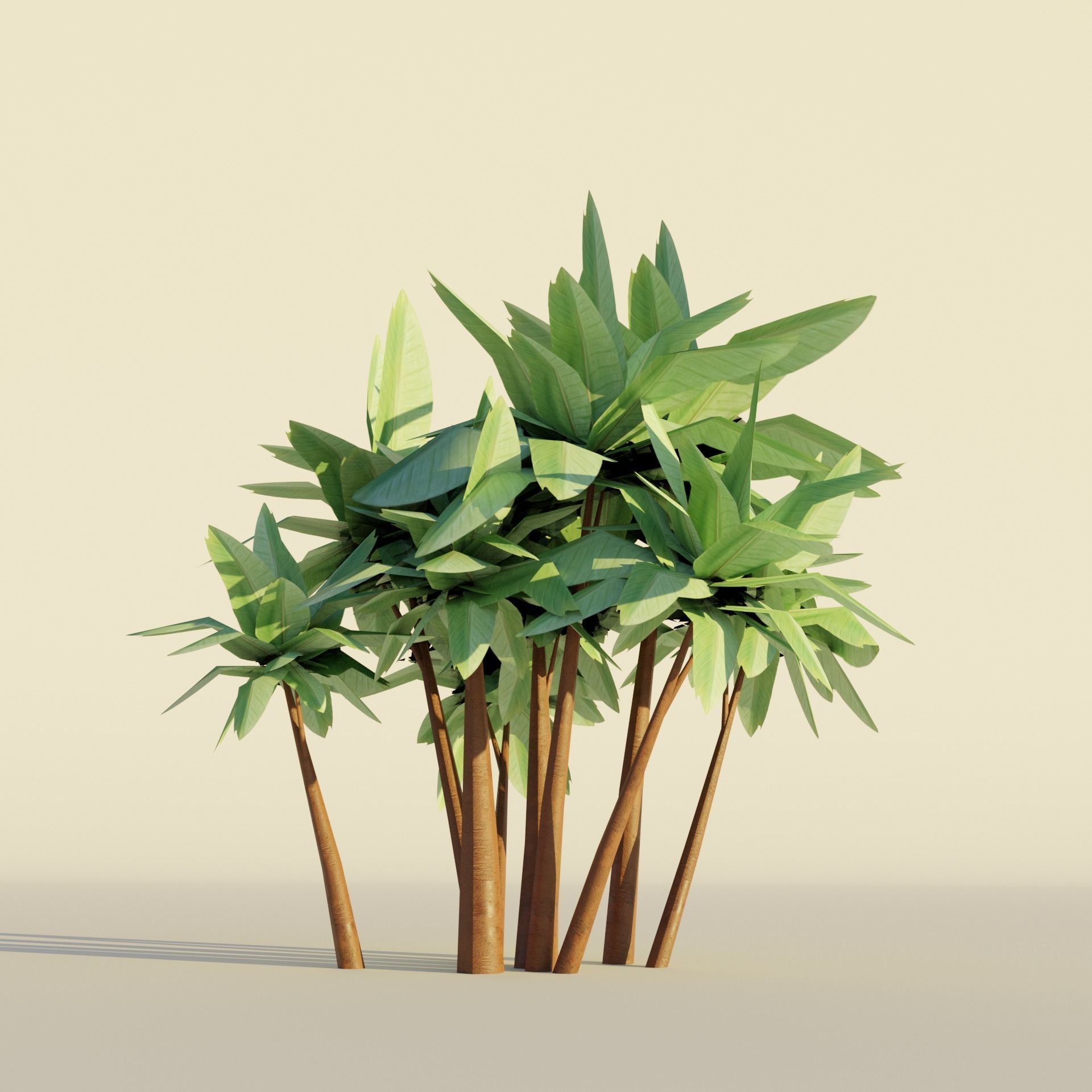 Tropical tree and bush set mega pack Low-poly 3D model_7