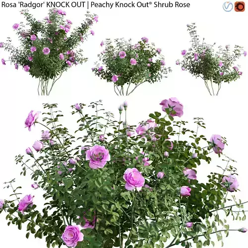 Rosa Radgor KNOCK OUT - Peachy Knock Out Shrub Rose 02