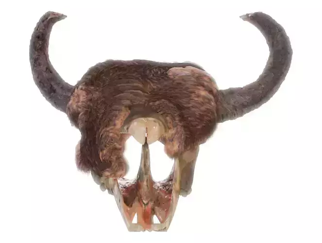 Ancient skull of a Buffalo
