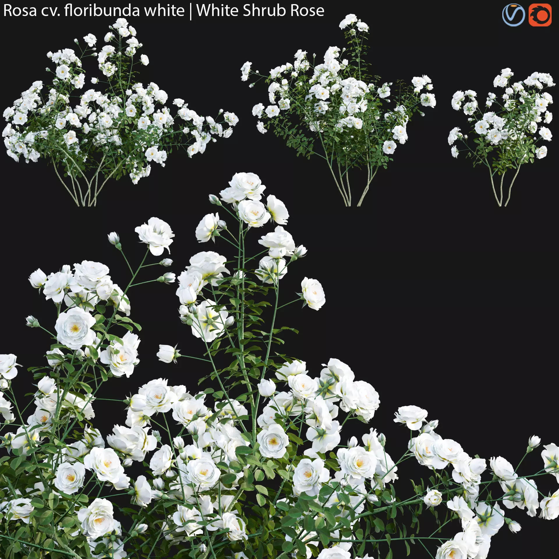 Rosa cv floribunda white - White Shrub Rose 02 3D model