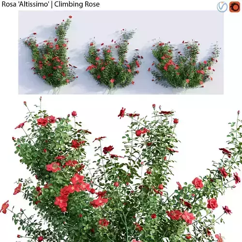 Rosa Altissimo - Climbing Rose 01