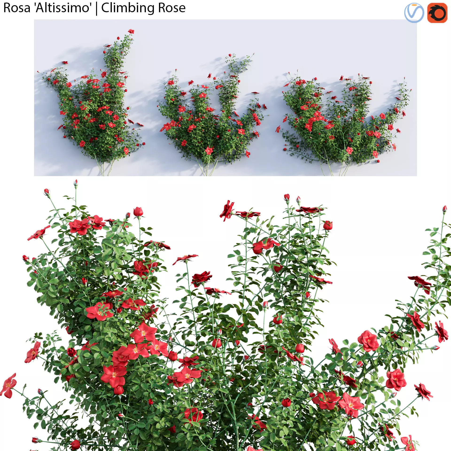 Rosa Altissimo - Climbing Rose 01 3D model_0
