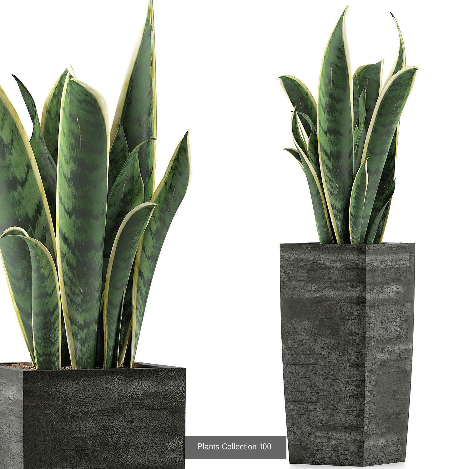 Big Plants Collection 02 _12