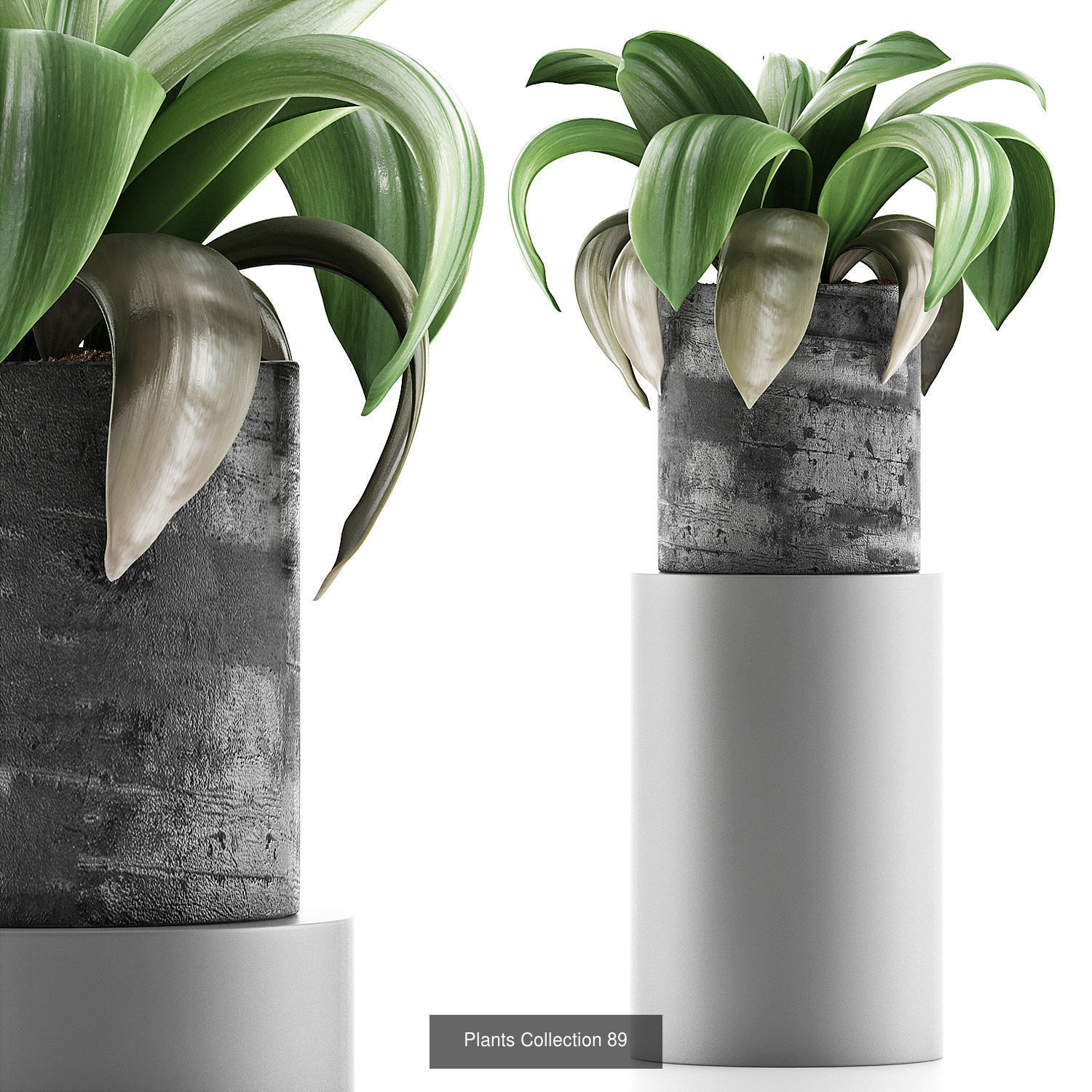 Big Plants Collection 02 _1