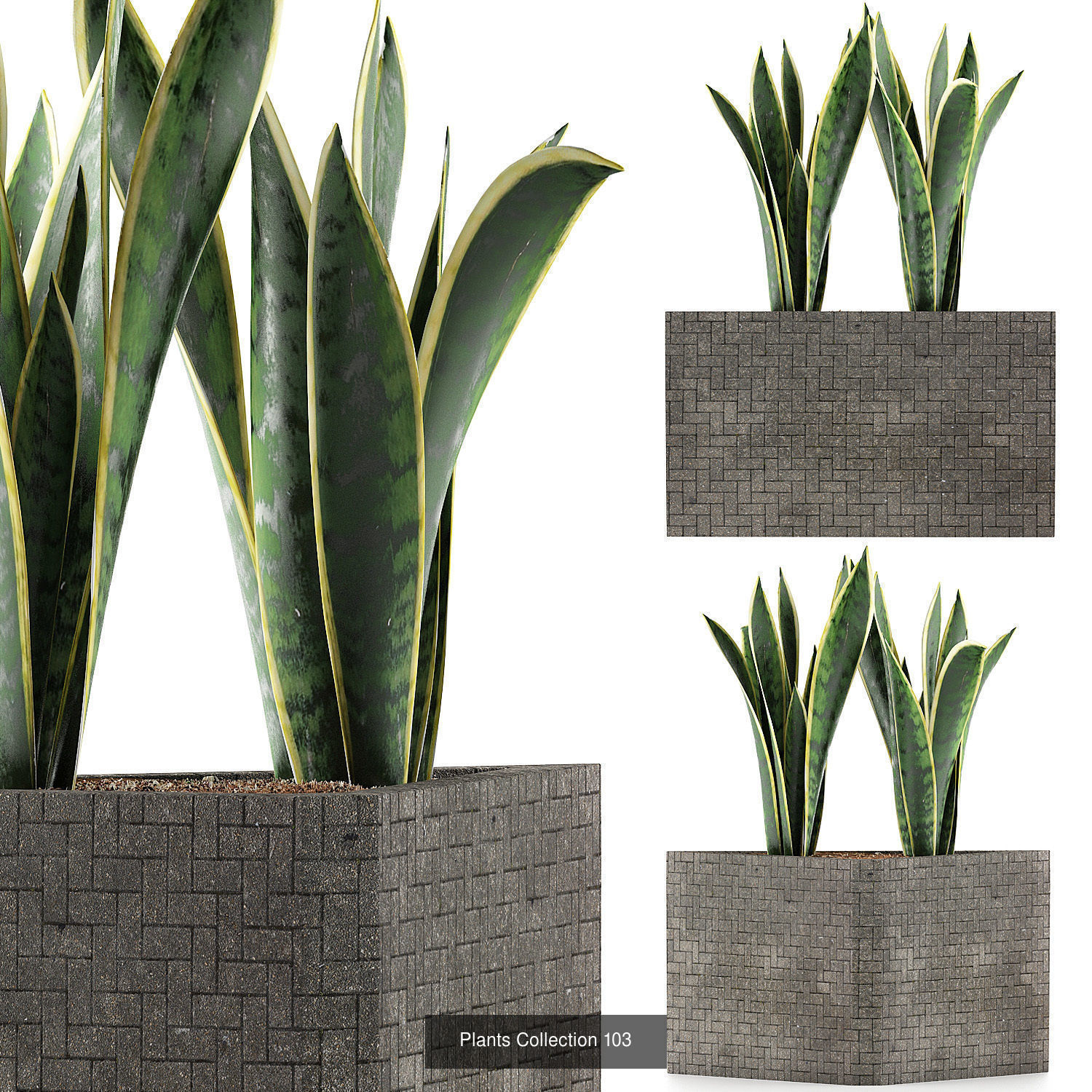 Big Plants Collection 02 _15