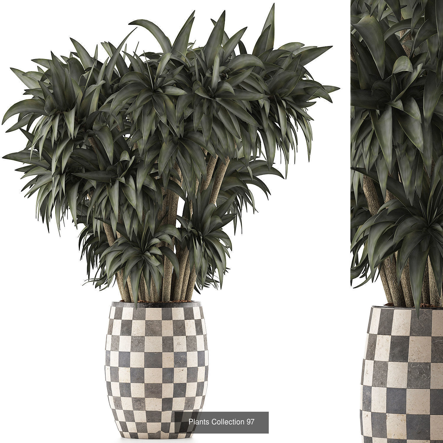 Big Plants Collection 02 _9