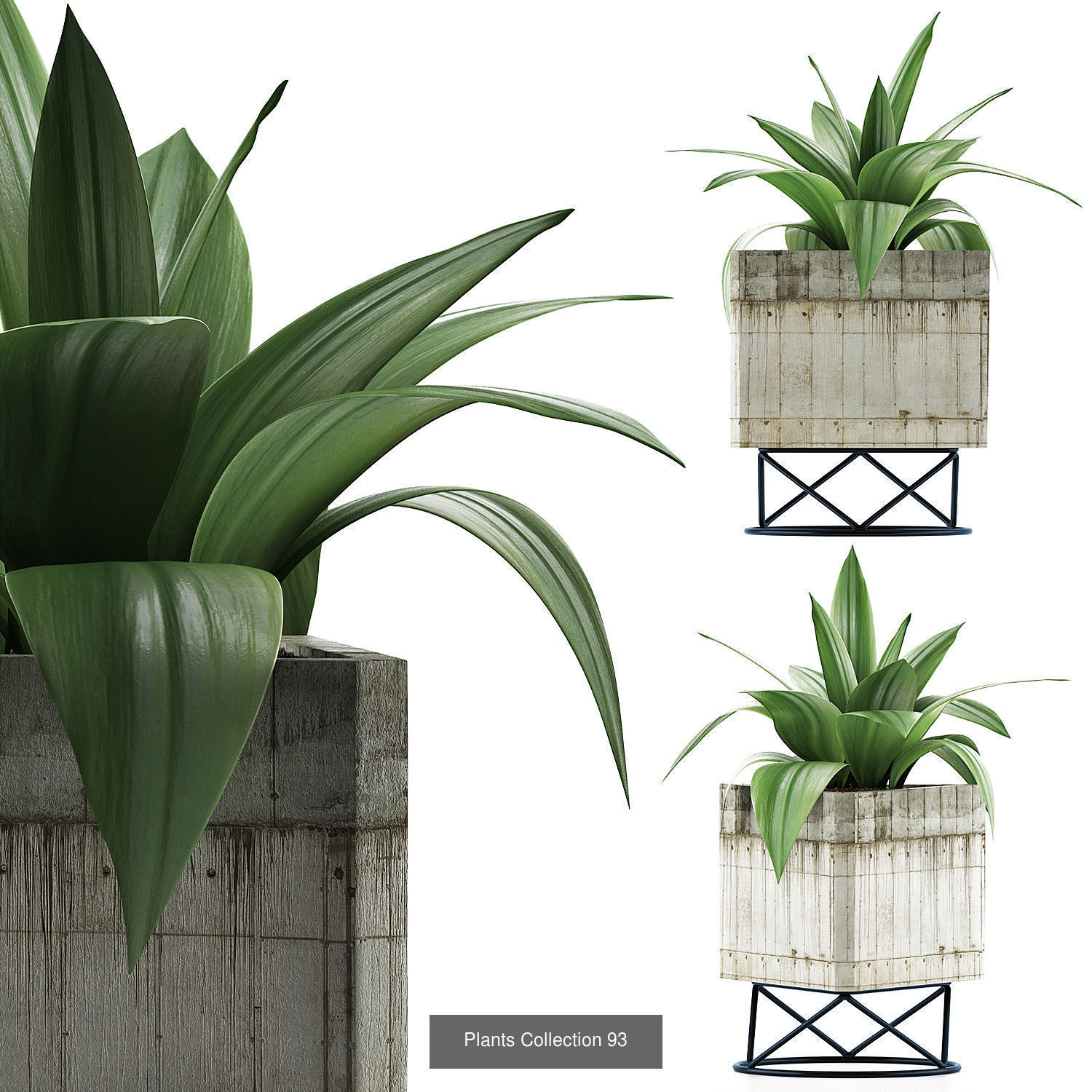 Big Plants Collection 02 _5